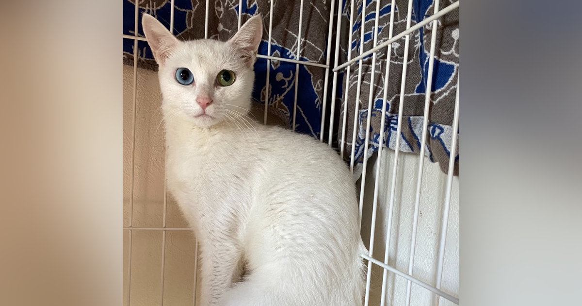 ガリガリに痩せて『人間を怖がっていた保護猫』→たくさんの愛を受け取った結果…当時が嘘のような『見違えるビフォーアフター』に感動