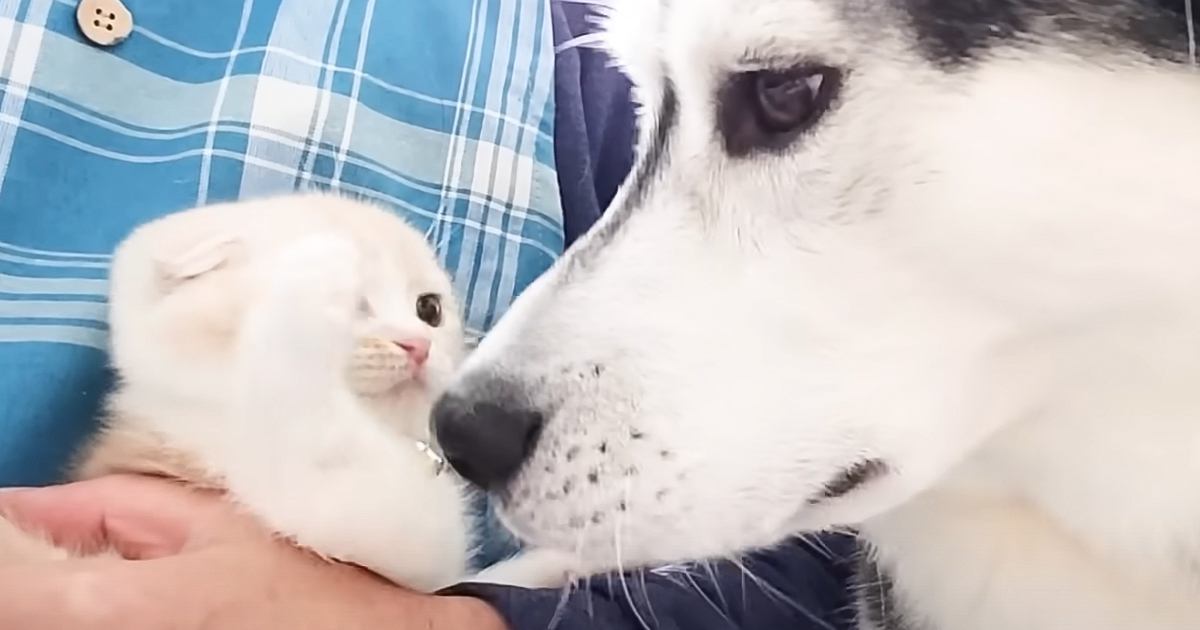 2匹の犬がいる家に子猫が迎えられた結果…初めて出会った日から『1か月間の軌跡』が感動すると78万再生「最初から泣ける」「尊くて涙が…」