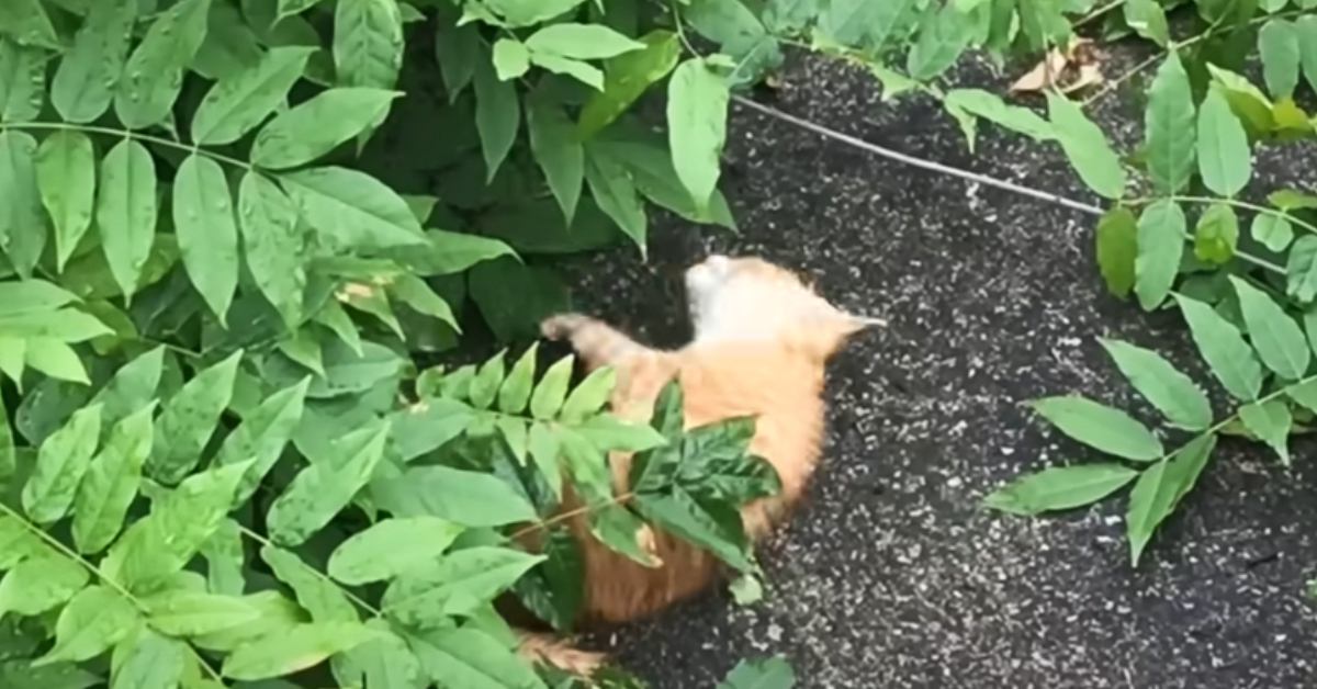 手足をバタバタさせて『苦しそうに鳴いている子猫』を発見→連れて帰った結果…『泣ける光景』が112万再生「もう涙、涙」「なんて優しさ」