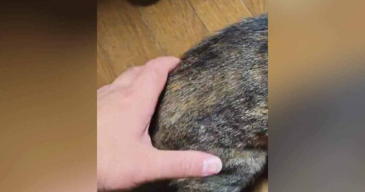 通りすがりの猫→飼い主に『お尻を掴まれた』次の瞬間…驚きの反応に2万3000いいね「本物の合気道」「偉い達人さんが居ったもんやで」