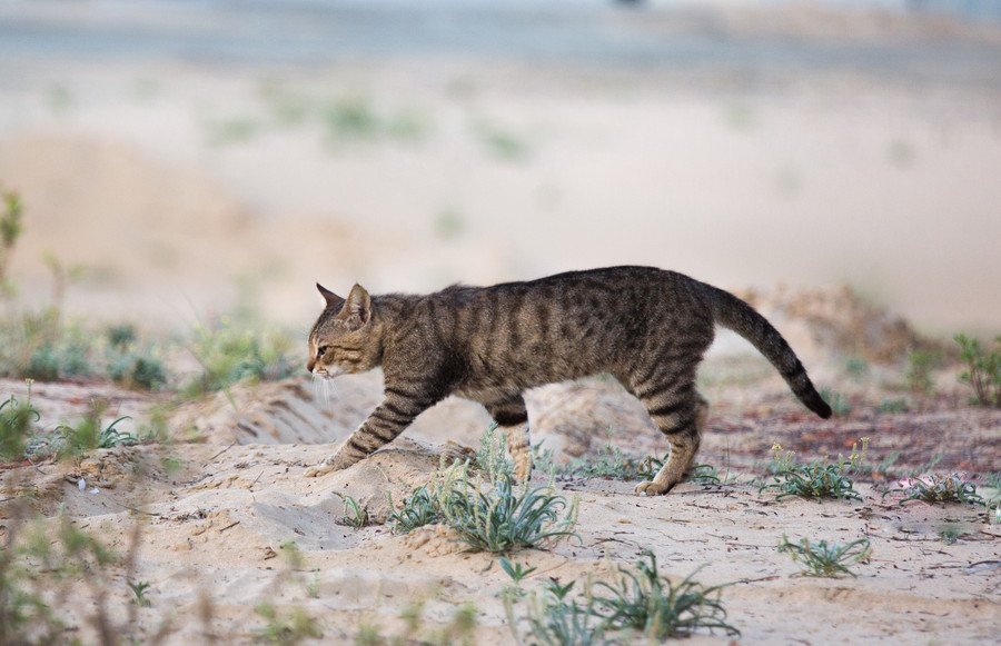 激戦地のアフガニスタンで、兵士の心を支えた猫　家族として米国へ