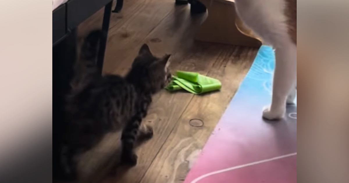 新入りの『小さな子猫』と先住猫→初めての出会いから『３年』が経つと…素敵なビフォーアフターに癒される人続出「可愛いｗ」「仲がいいね」