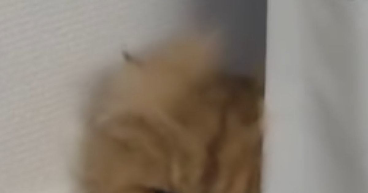 掃除業者が家にきた日、『人が苦手な猫』の様子を見たら…可愛すぎる仕草と『表情』が60万再生「気になっちゃうんだｗ」「お顔に笑ったｗ」