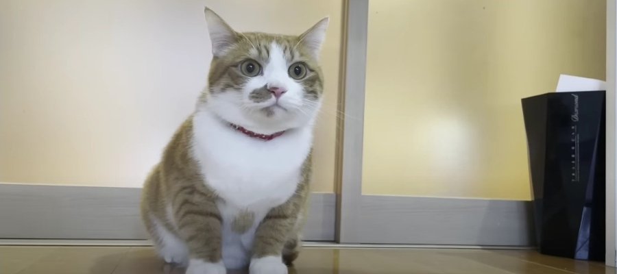 『怖い…！』遠くのユンボに怯える猫ちゃん