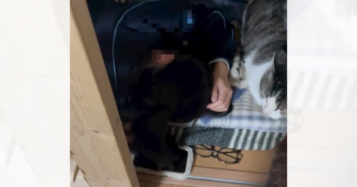 玄関に1人取り残されたと思ったら…『まさかの場所』に挟まり団欒する猫の姿に298.8万再生の反響「もう玄関がリビング」