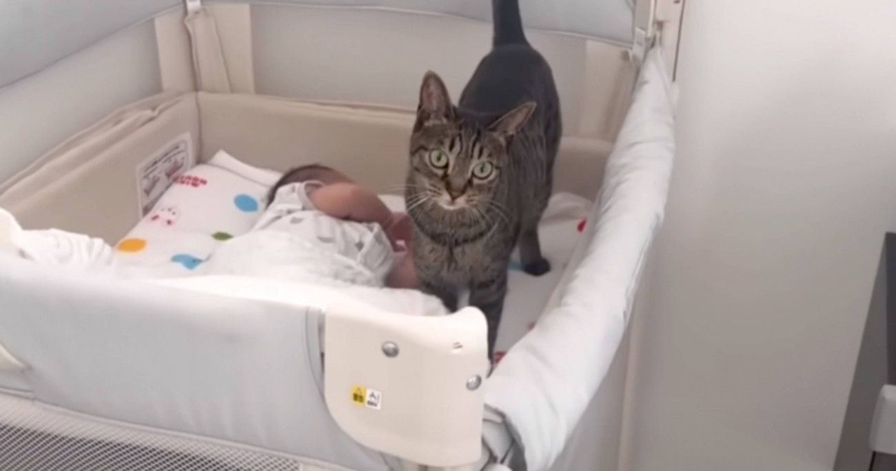猫が赤ちゃんのことを『大切な家族』だと気がついた結果…あまりにも"尊い行動"が泣けると15万再生「涙が止まらない」「グッときた」