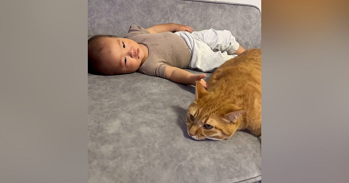 赤ちゃんのそばでくつろいでいた『お兄ちゃん猫』…ほっこりする光景が30万再生「大きさが一緒だね」「ママには甘えたいんだｗ」