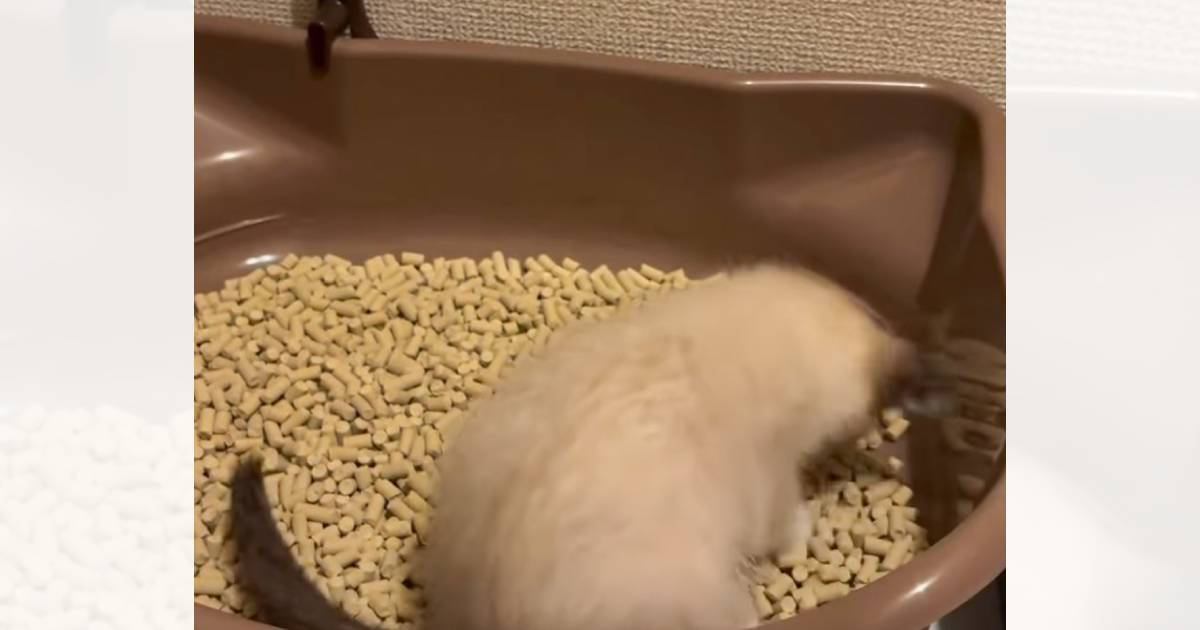 保護された子猫→『初めてのトイレ』に挑戦した結果…笑顔になる人が続出の『可愛すぎる姿』が6万再生「一生懸命で尊い」「可愛い鳴き声」