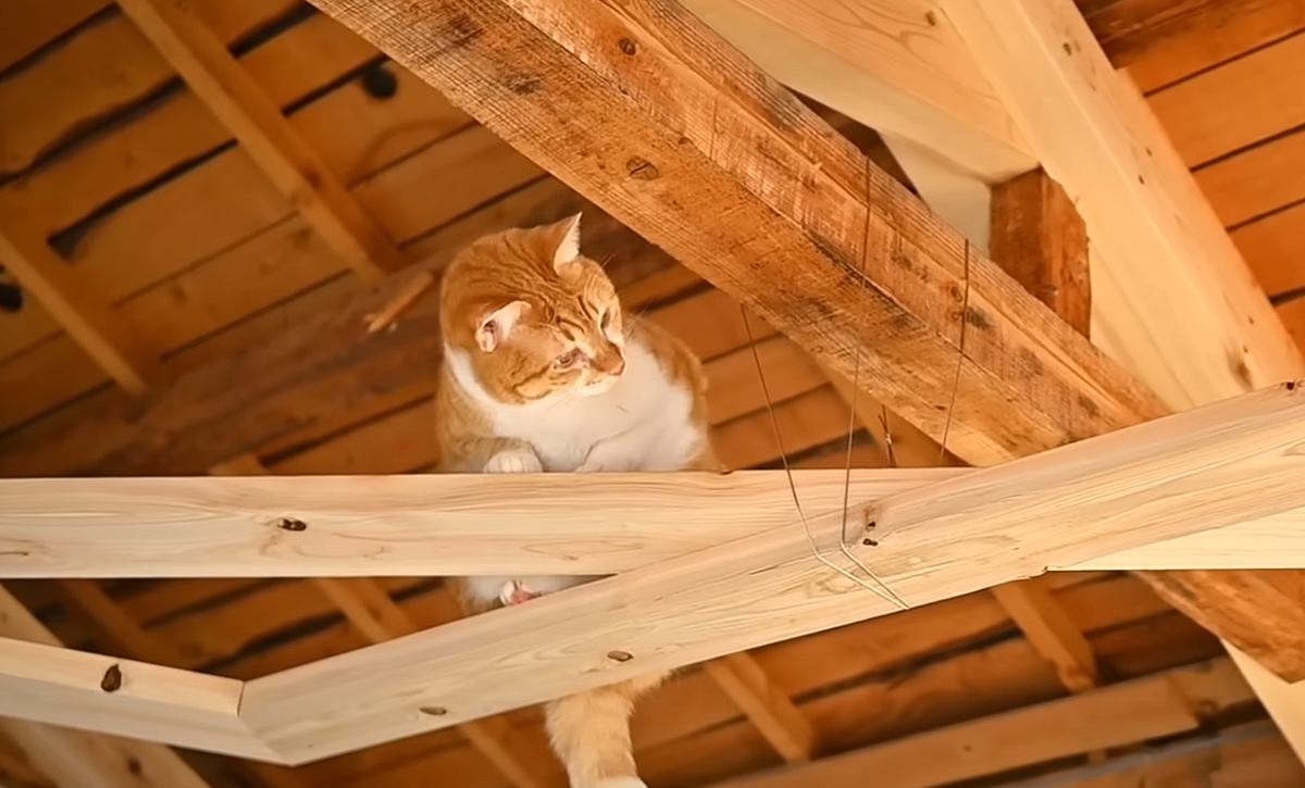 猫たちが遊べるように『空中回廊』をDIYした結果…クオリティの高さと可愛すぎる光景に絶賛の声続出「楽しそうに歩いてる！」「すごい！！」