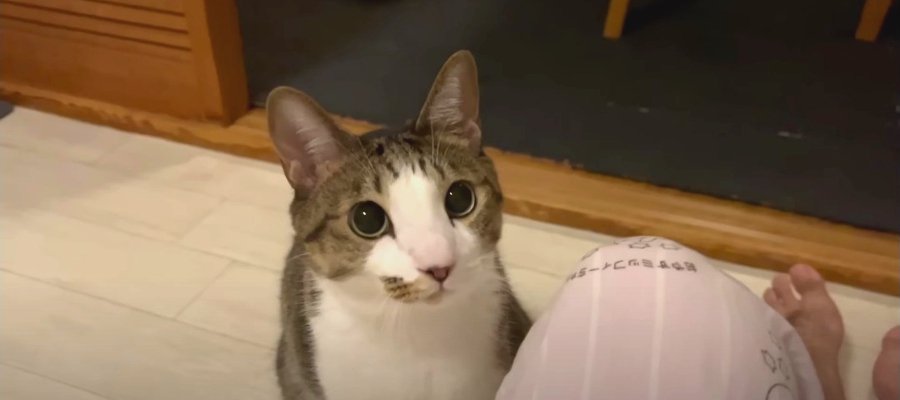 『寂しくなっちゃった？』パパさんのお膝に乗って甘える猫さん