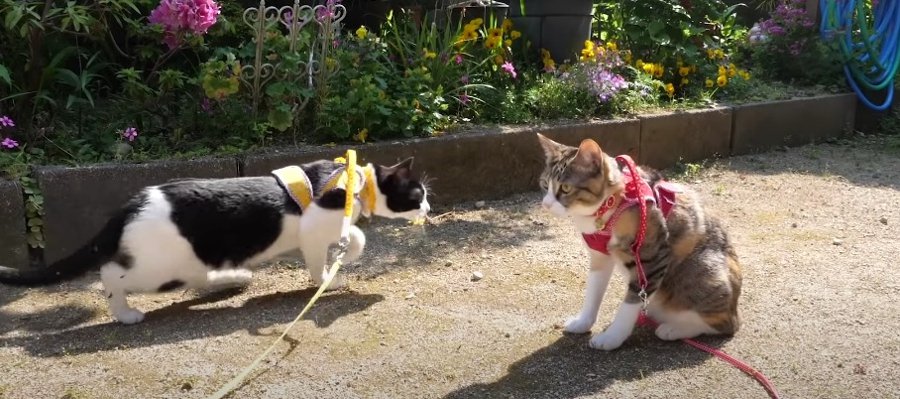 のんびり♪猫ちゃんと一緒にお庭の散策！