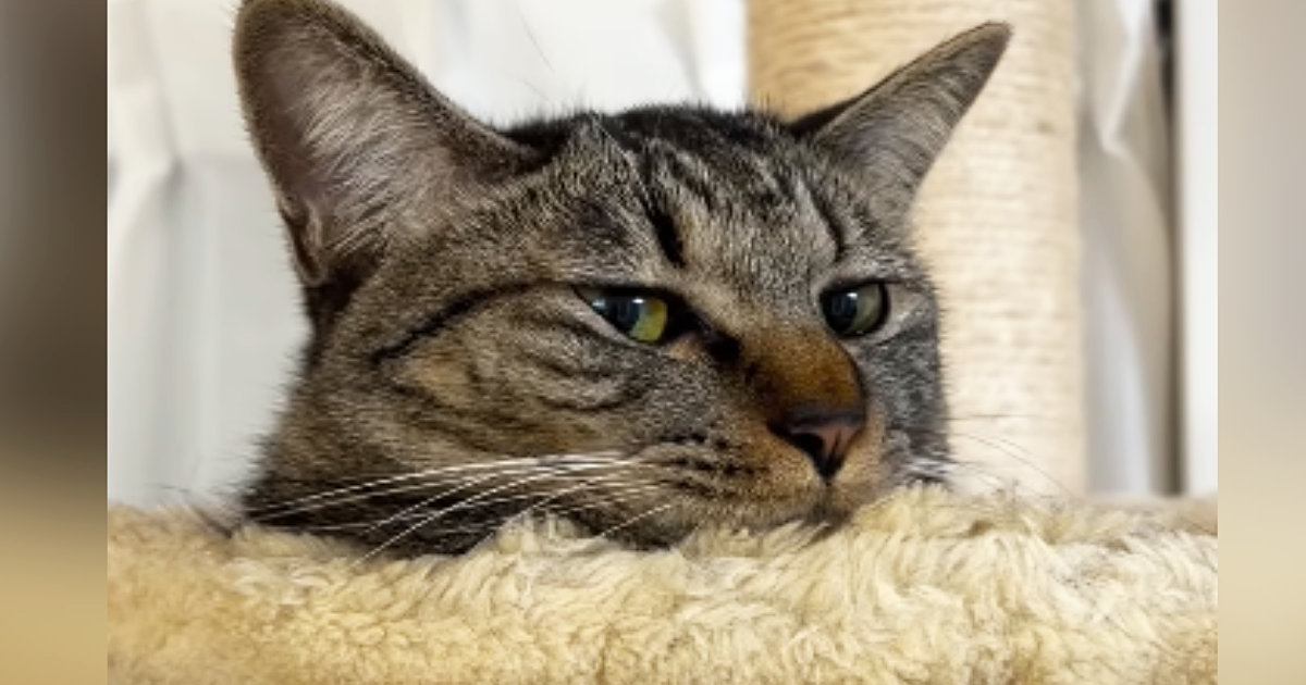 朝起きると寂しそうにしていた『甘えん坊猫』→撫でてあげると…愛おしすぎる光景が52万再生「意思表示してる」「めちゃめちゃ不満げｗ」