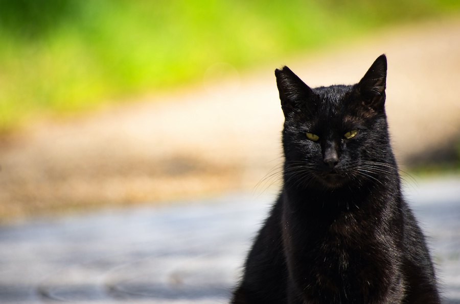 野良猫に絶対やってはいけないNG行為３つ