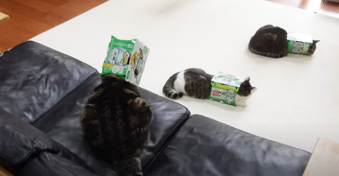 3匹の猫が『ビール箱』で遊んだ結果…まさかの姿に爆笑する人続出「笑わずにいられる主が凄いｗ」「最高ｗ」と16万5000再生