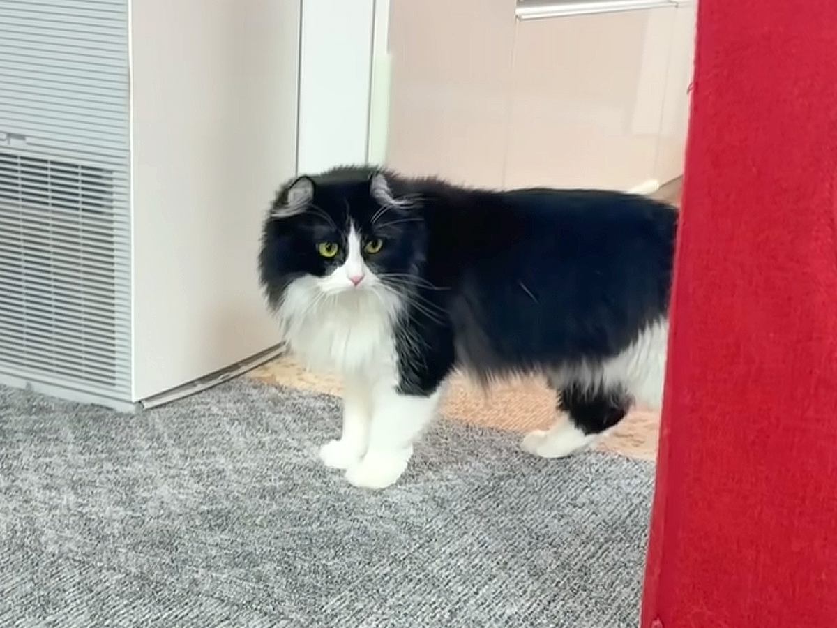 朝起きた猫→大好きなパパ猫が消えたことに気がついて…『胸がしめつけられる姿』と『感動の結末』に「愛が半端ない」「感動をありがとう」　