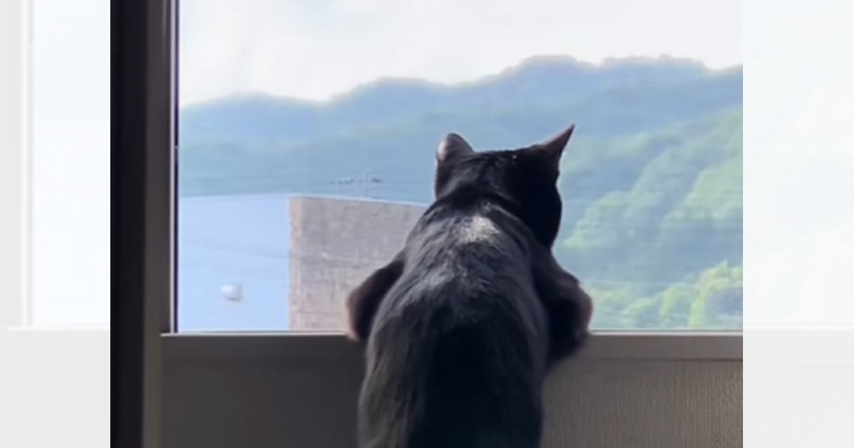 窓から外の景色を眺める黒猫…あまりにも人間味あふれる『後ろ姿』に笑っちゃう人が続出「ほぼ人間で笑った」「貫禄がすごいｗ」と25万再生