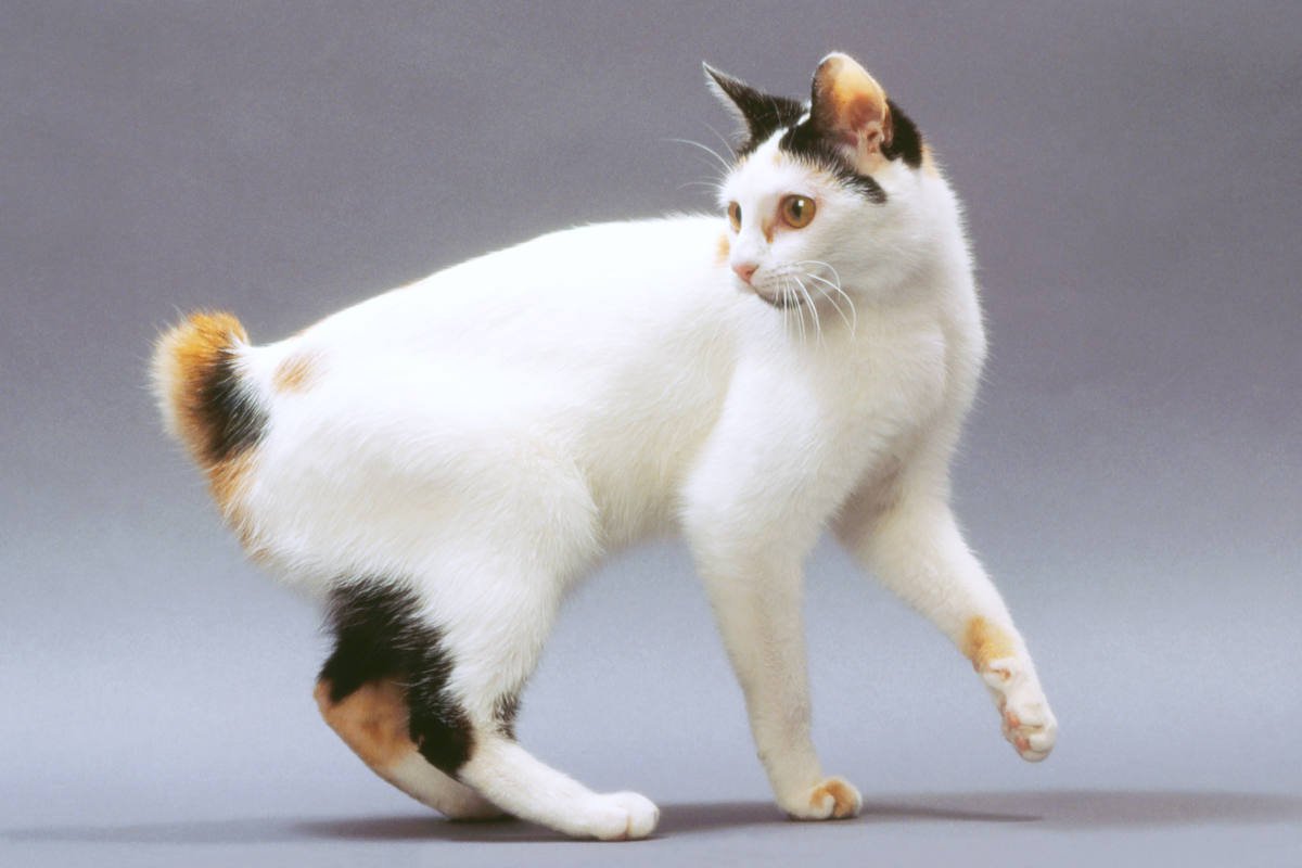 世界には『純血種の猫』は何種類いるの？猫種にまつわる3つの話　血統種は誰が決めている？