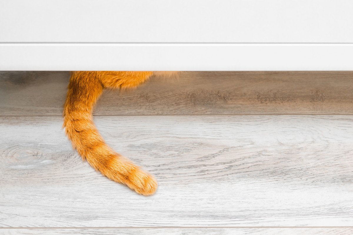 猫の『しっぽを踏んだ』ときに起こること3選　危険なトラブルの可能性から対処法まで