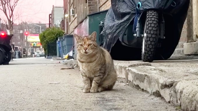 厳冬の路上で誰かを待ち続ける猫…新たな家族のもとで甘えん坊に大変身！