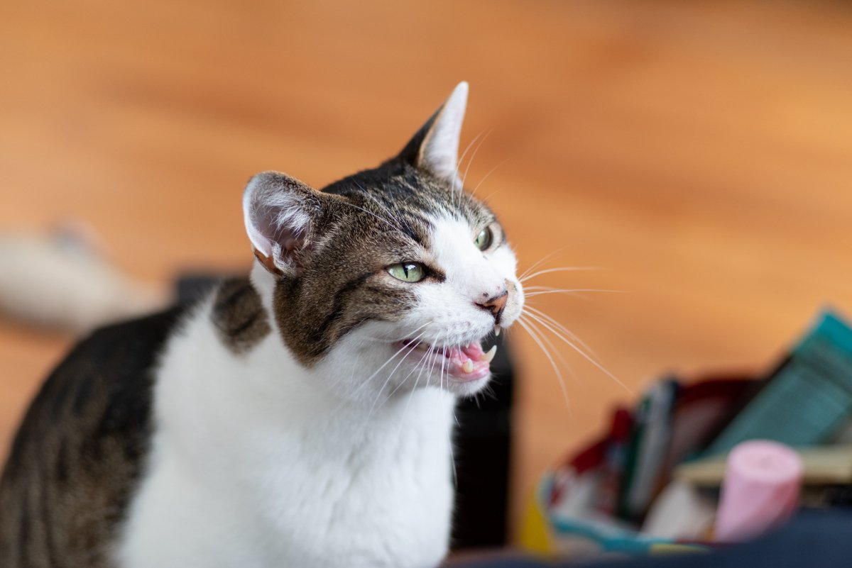 猫が異変を伝えている『危ない鳴き方』5つ　病気が隠れている可能性も？飼い主が取るべき対応まで