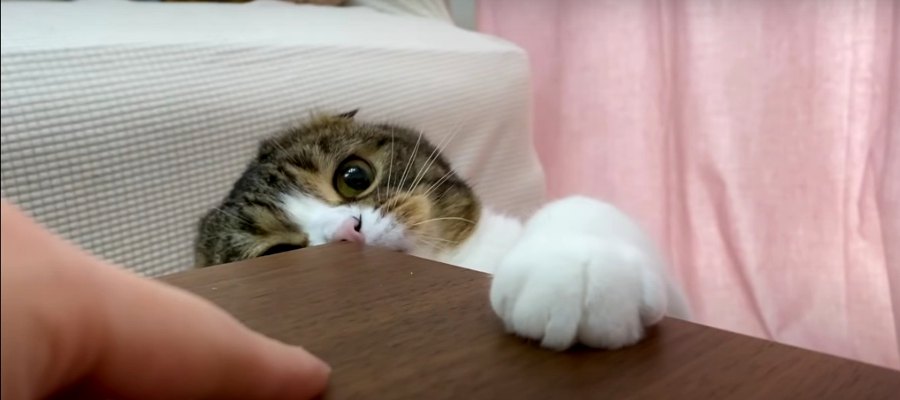 「負けニャイ！」飼い主さんと勝負する可愛い猫ちゃん♡