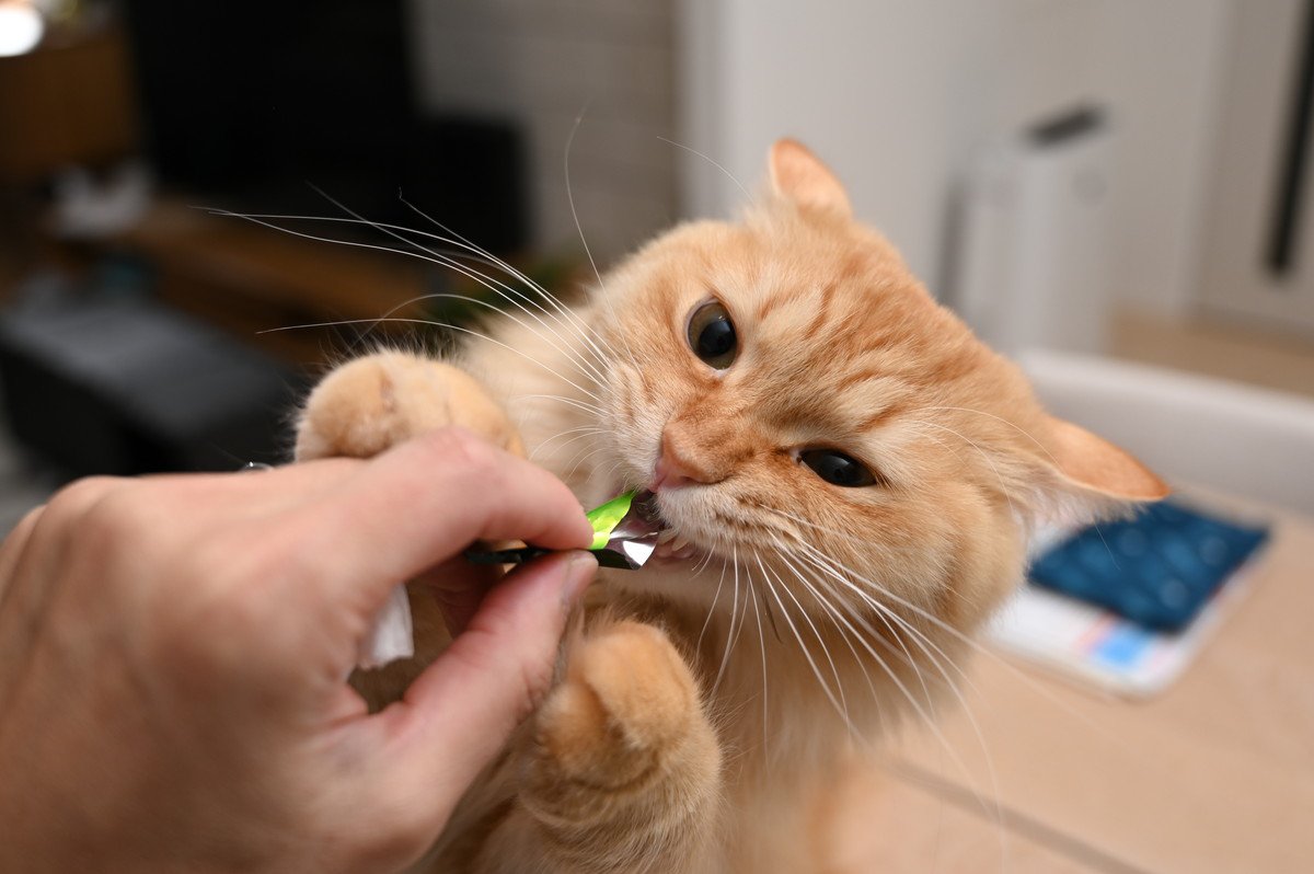 猫飼いさんは『出しっぱなし』に注意！猫の事故に繋がる危険アイテム3つ