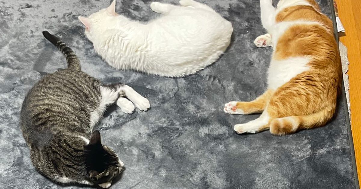 ホットカーペットに集まってきた3匹の猫…"ぎゅっと集合している光景"が可愛すぎると反響「そばにいたいのかなｗ」「仲良しにゃん」