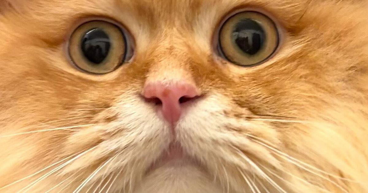 「台風の中で戦ってきたようにしか見えないｗ」→朝、猫の頭を見たら…とんでもない『寝癖』に「すんごいｗ」「可愛すぎるｗ」とSNSで話題