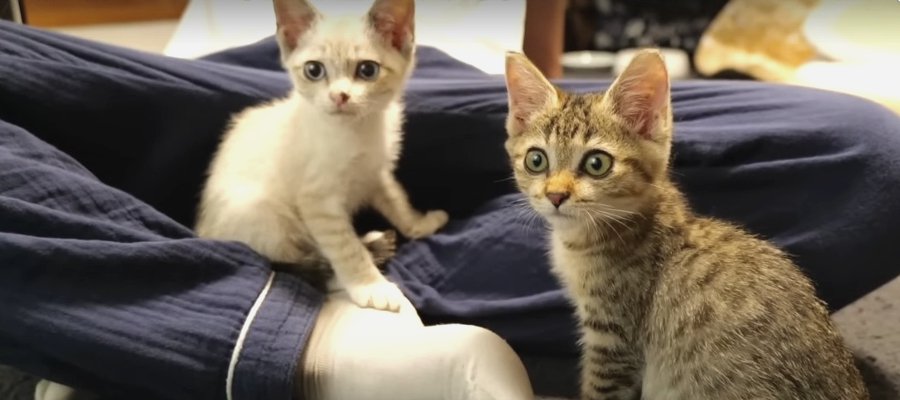 子猫コンビ預かり1日目♡ドキドキワクワクの新生活がスタート