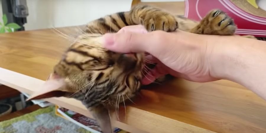 パパさんの手に甘えまくる猫さんが可愛すぎる♡