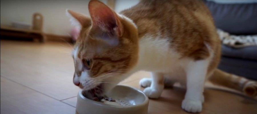 お上品にパクパク♪初焼肉でもペースを崩さない猫ちゃん