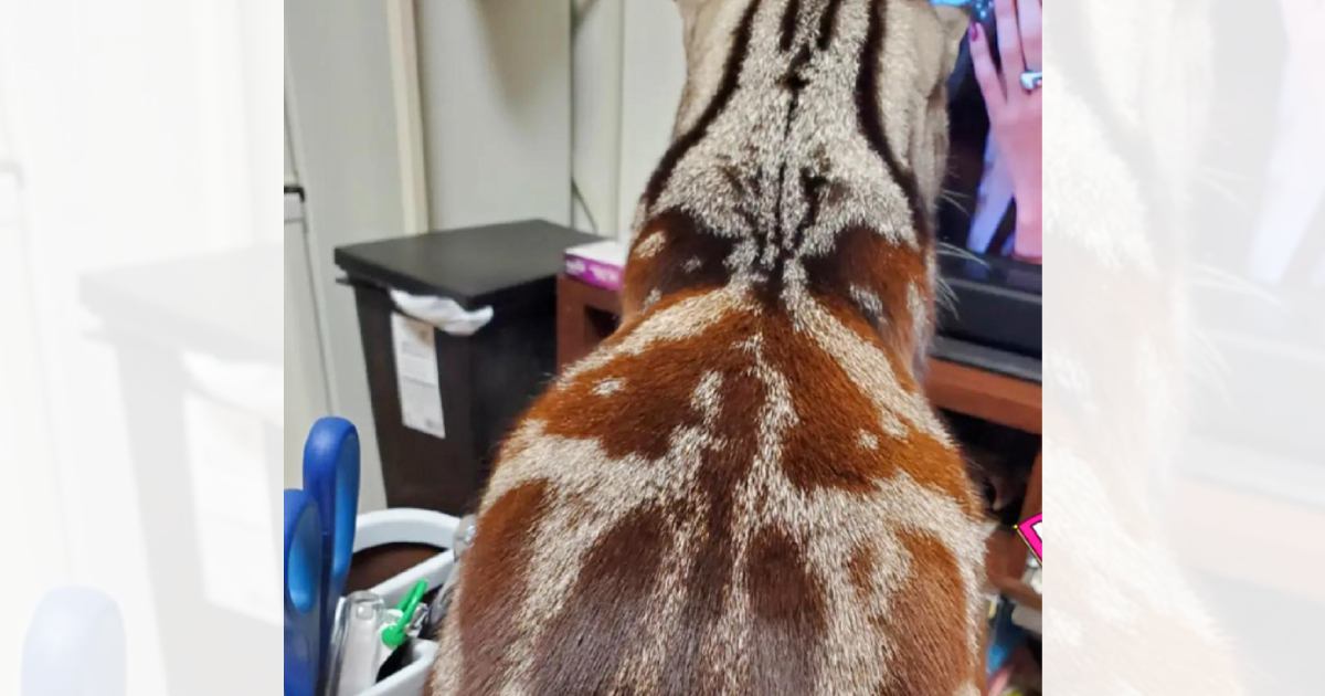 冬毛は『茶色』な猫→季節が変わると……想像以上の『変化』に「季節で変わるの初めて見た」「え~すごい変わる」と驚きの声