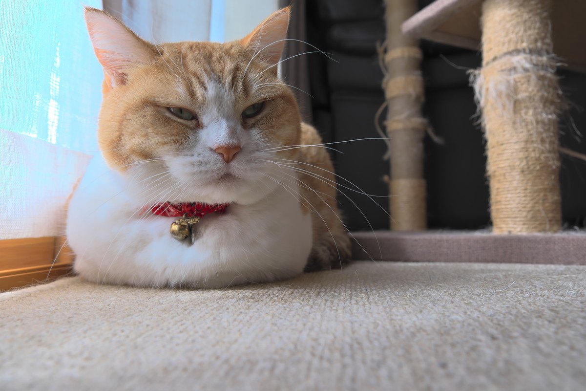 猫があなたに『しかめっ面』をみせるときの理由4つ　不機嫌になっているの？考えられる心理とは