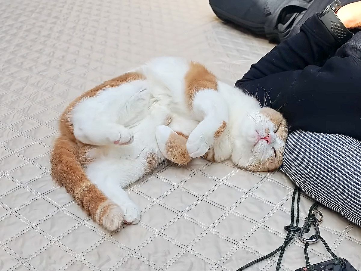 中庭で４匹の猫とひなたぼっこ→昼寝中のパパに猫が近づいて…まさかの『尊すぎる行動』に悶絶「かわいいが大渋滞」「見ているだけで幸せ」