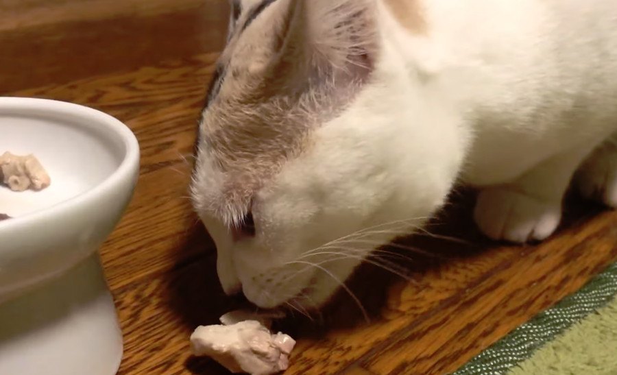 初めての味に猫ちゃん大興奮！