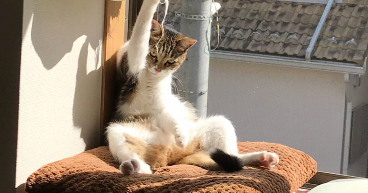 『窓辺でカッコいいポーズをしている猫』かと思ったら…まさかの状況が146万表示「試合終了後の風景」「助けろって顔可愛い」と話題に