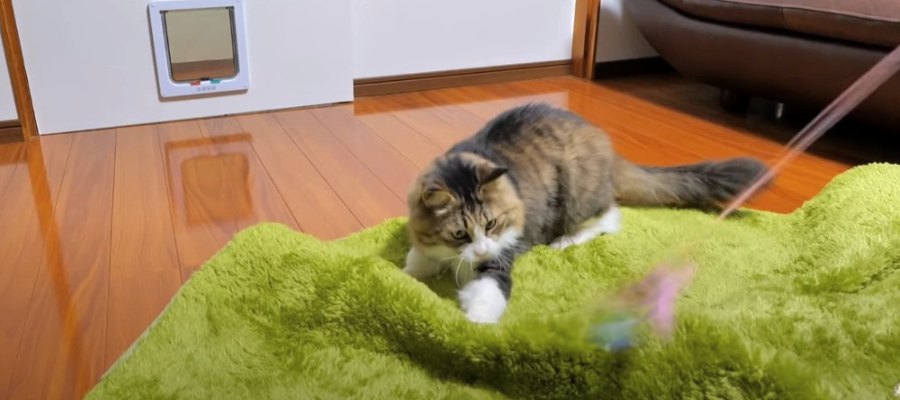 おNEWラグの使用感をお試しついでに猫ちゃん大暴れ！