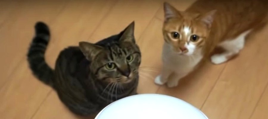 猫じゃらシッターと友情は築ける？初対面のニャンズたち