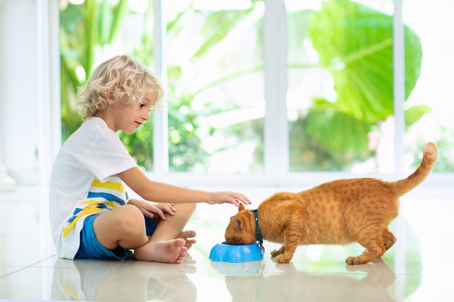 ご飯は飼い主の前でしか食べない！困った猫ちゃんの６つの理由