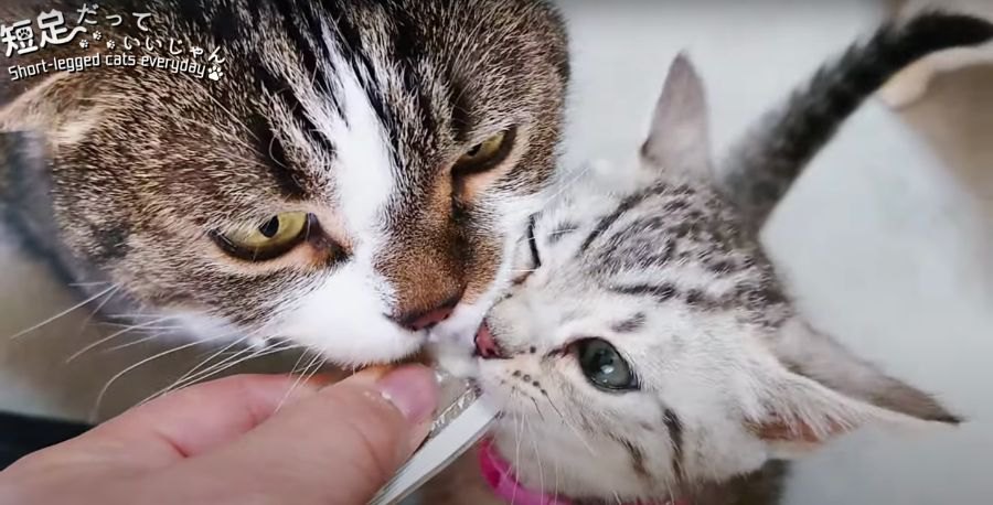 おやつ食べたい！先輩猫と子猫の攻防戦！