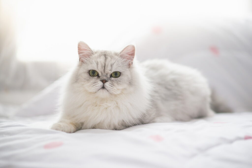 【獣医師監修】ペルシャってどんな猫？特徴や性格から飼う前の注意点・価格相場まで徹底解説