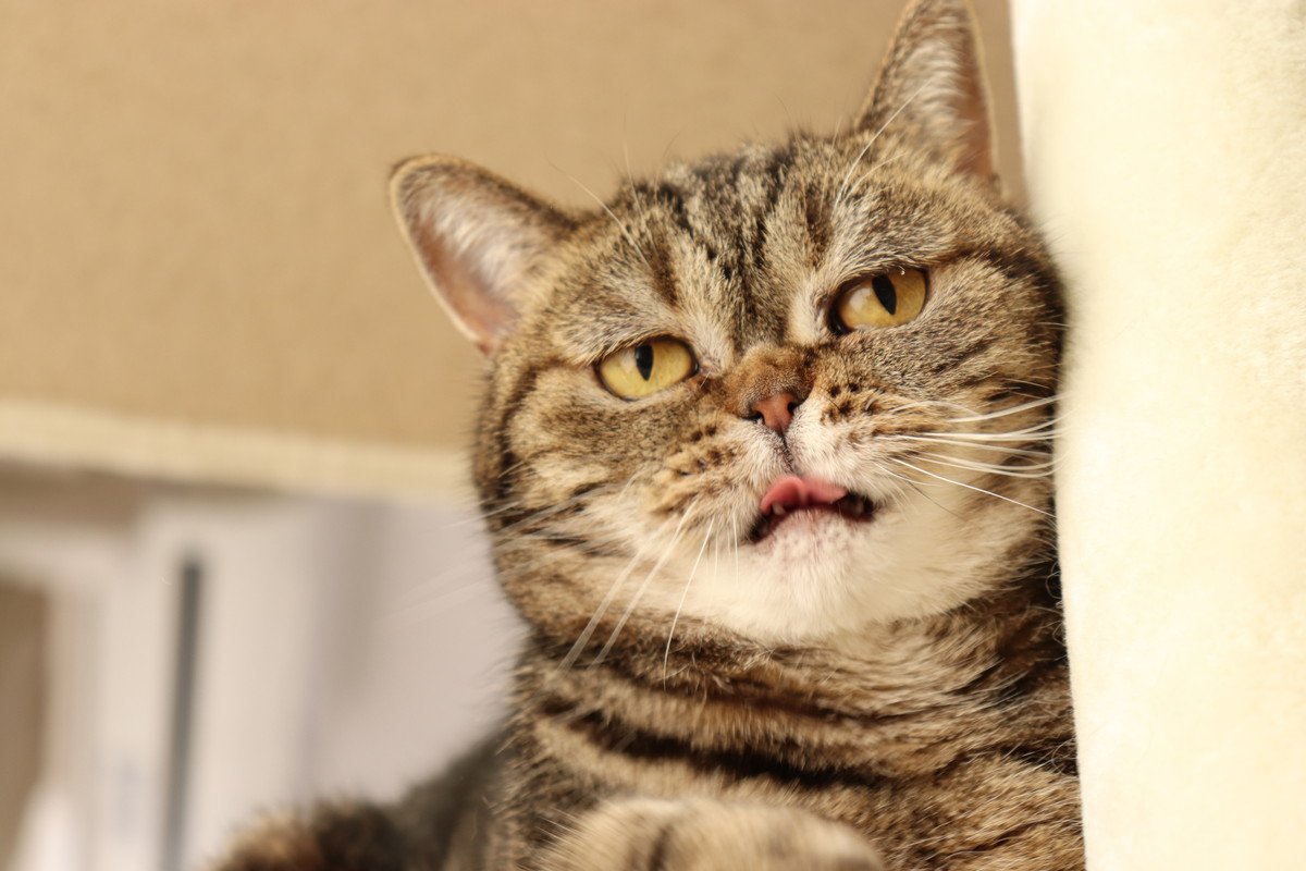 猫が『悲しそうな声』で鳴いているときの理由5つ　伝えたいことがあるの？気持ちを読み取るコツまで