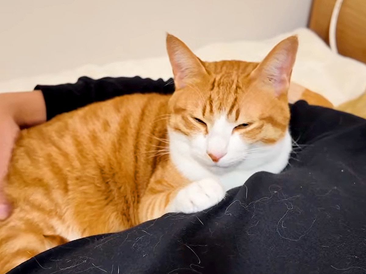 飼い主が寝ている間、４匹の猫はどう過ごしてる？→撮影してみたら…幸せあふれる光景が話題「可愛くてたまらない」「ヤキモチ焼きだからね」