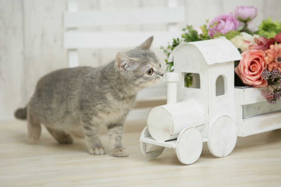 猫にバラ（薔薇）は安全な花？お部屋で飾る時の注意点バラ