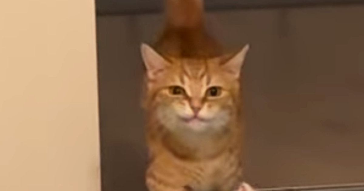 部屋の奥からトコトコ歩いてきた猫、口元を見ると…運んでいたのは？→尊すぎる光景が190万再生「遊ばないとだねｗ」「ぽてぽて感が可愛い」
