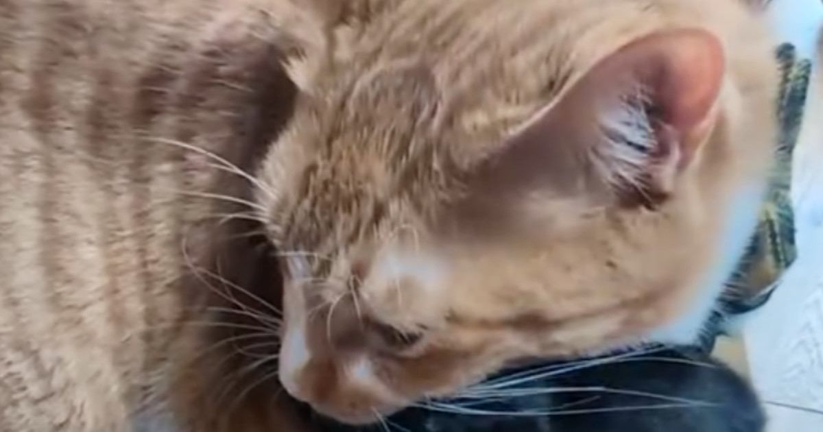 段ボール箱の中にいた黒猫→弟猫が乗っかってきた結果…微笑ましい光景に1万いいね「なんて可愛いのｗ」「黒猫の顔に笑ったｗ」