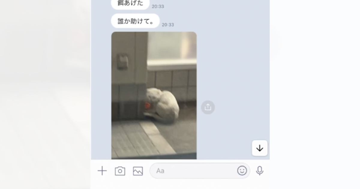 父から『誰か助けて』と1匹の白猫の様子とともにLINEがきて…保護した結果→胸を打つビフォーアフターが26万再生「よかったなぁぁぁ」