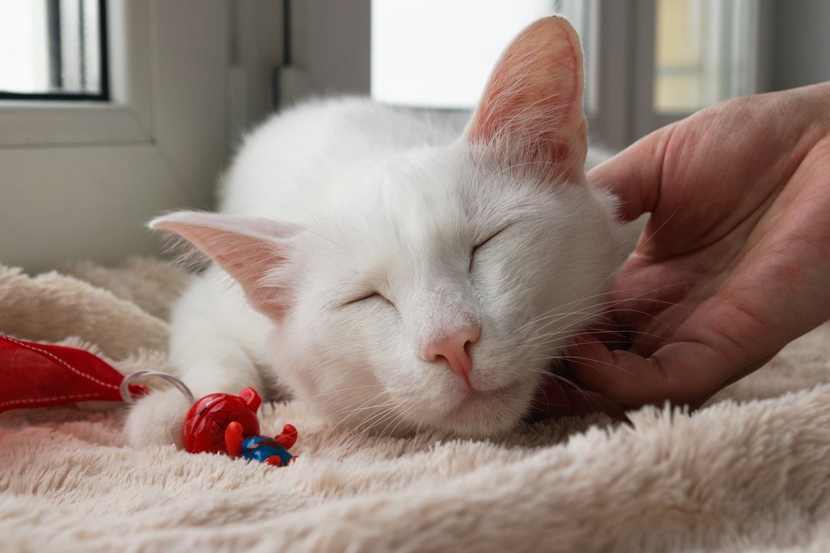猫の『老いの入口』を示す兆候7選　見た目や行動、どう変化してくる？