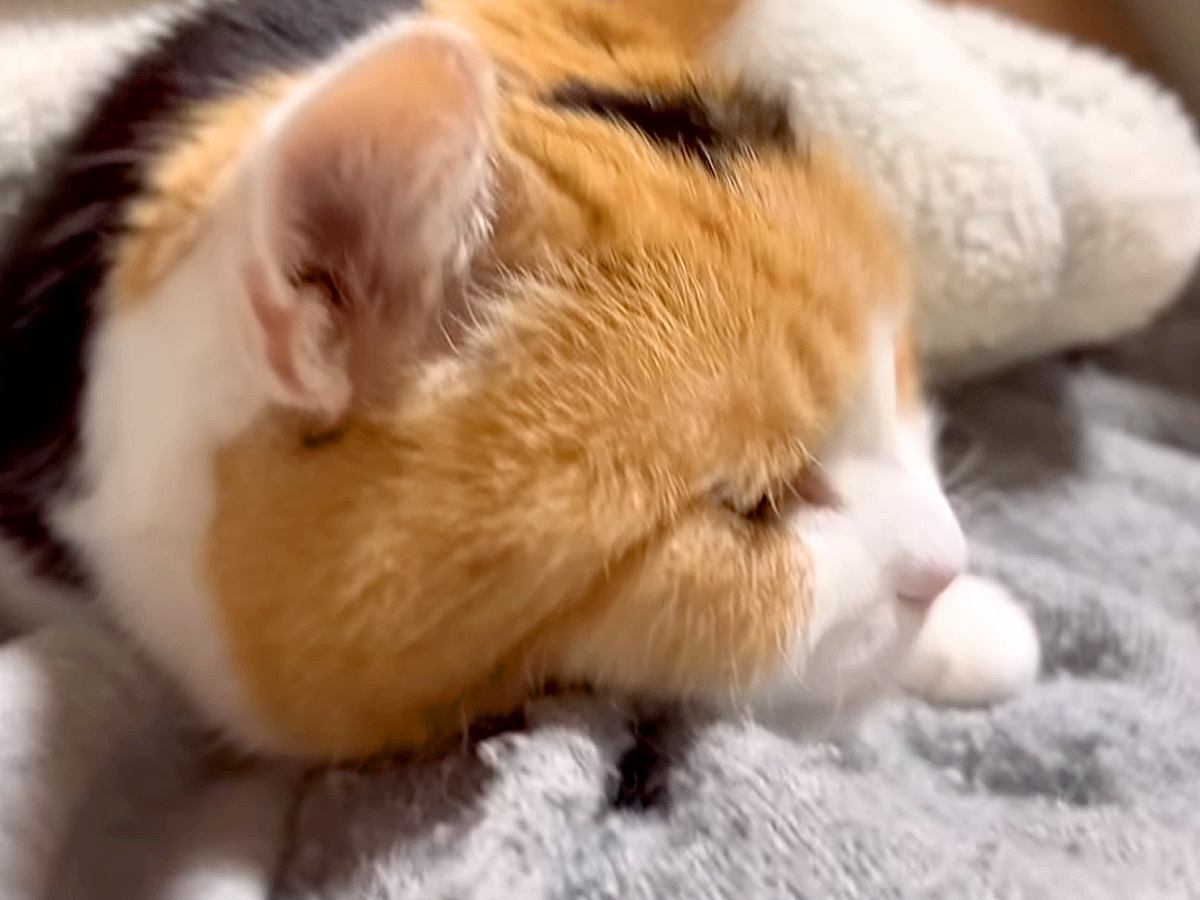 飼い主のベッドの上で、寝る直前の三毛猫→毛布をめくってあげると…羨ましすぎる『夜のひとコマ』に反響「まじかわいい」「一緒に寝たいなあ」