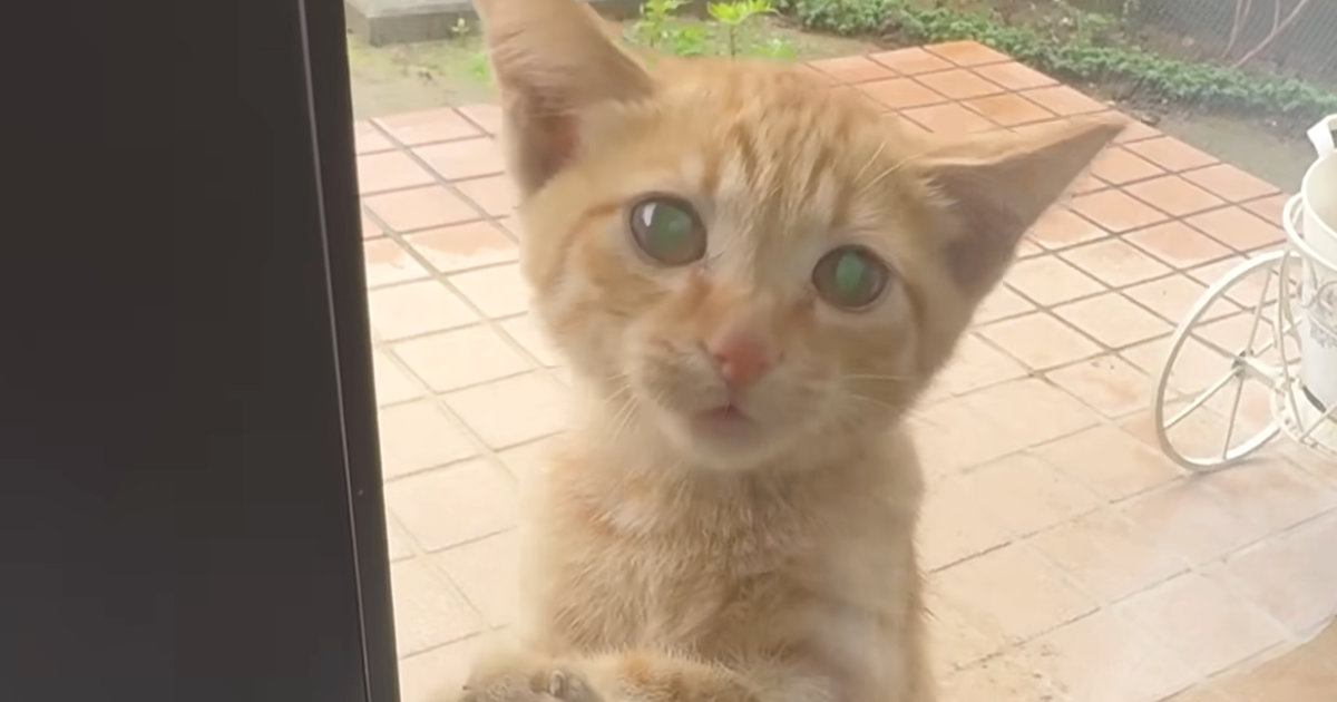 突然ベランダに現れ、家に入りたそうにしていた子猫…保護されて元気いっぱいになるまでの記録が255万再生「涙が出た」「なんて愛らしい」